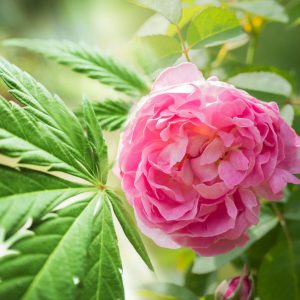 Cannabis Rose Ароматична олія