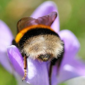 Sleepy Bee Ароматична олія