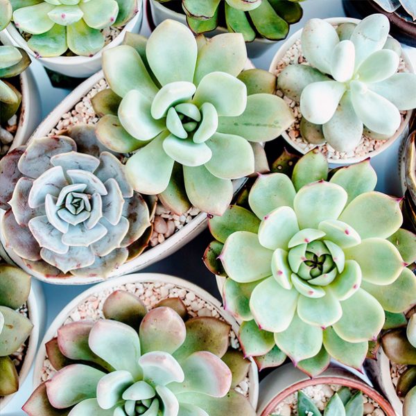 Lush Succulent Ароматична олія