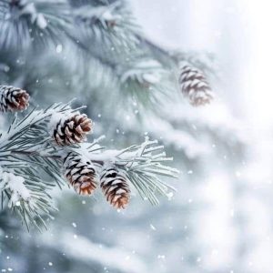 Winter (тип Bath and Body Works) Ароматична олія